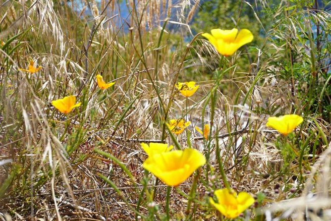 1-Hour Ruby Island Cruise and Walk - Price and Value: What $34.75 Buys You in Wanaka