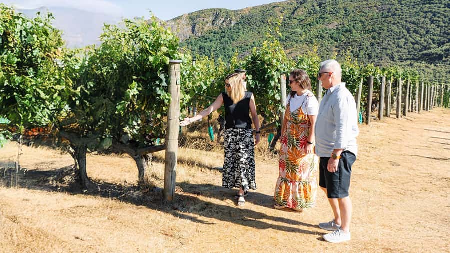 Boutique Winery Half-Day Tour & Vineyard Platter-Style Lunch - Electric Car + Kawarau Gorge: Scenic Driving Without the Stress