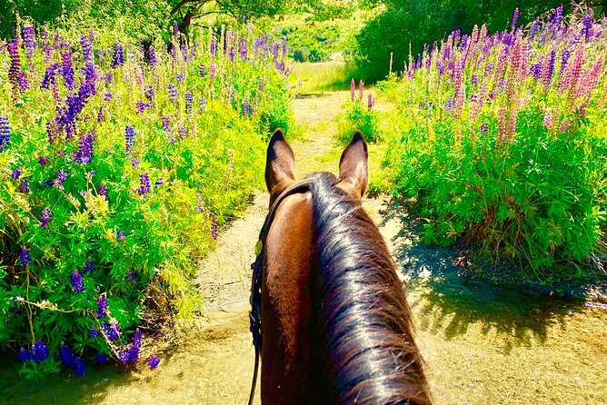 Cardrona High Country Pub Trail Horse Trek (Intermediate level+) - Stop-by-stop: from The Cardrona to the Cardrona Hotel drink and back along the river