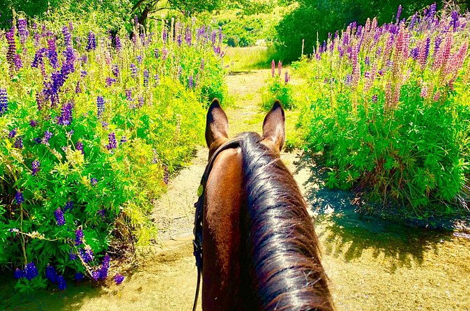 Cardrona High Country Pub Trail Horse Trek (Intermediate level+) - Who should book this, and who should choose something easier