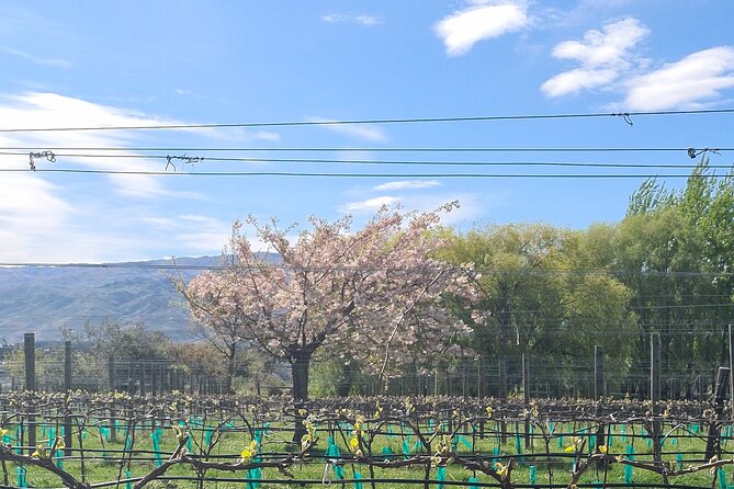 Cromwell Wine Tasting Tour using Classic Car - Pickup, mobile ticket, and small-group comfort in Queenstown