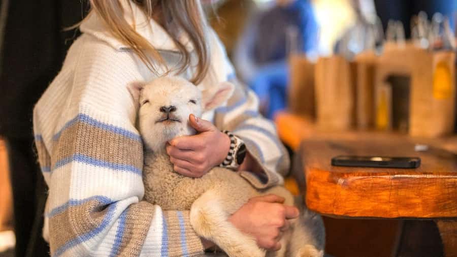 From Queenstown: Coach, Farm Tour & Milford Nature Cruise - Te Anau Working Farm Tour: Dogs, Sheep Shearing, and Animal Feeding