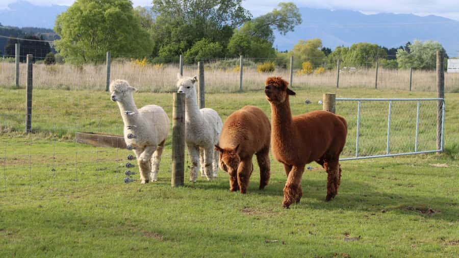From Queenstown: Coach, Farm Tour & Milford Nature Cruise - Lunch, Tea, and What’s Included on the Day