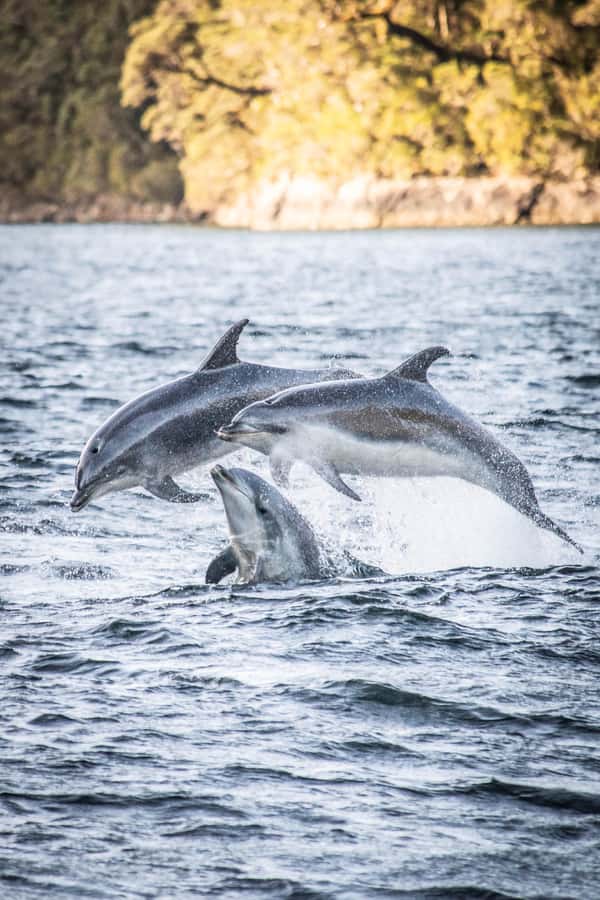 From Queenstown: Doubtful Sound Wilderness Day Trip - Why Doubtful Sound Feels More Secluded Than You Expect