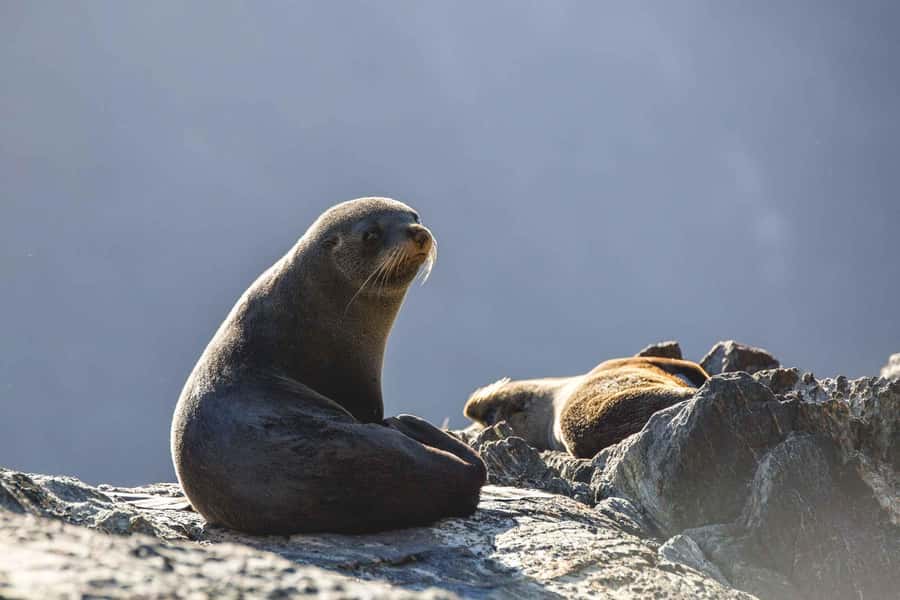 From Queenstown: Milford Sound Cruise and Coach Day Tour - Food and lunch strategy: bring your own or buy on board