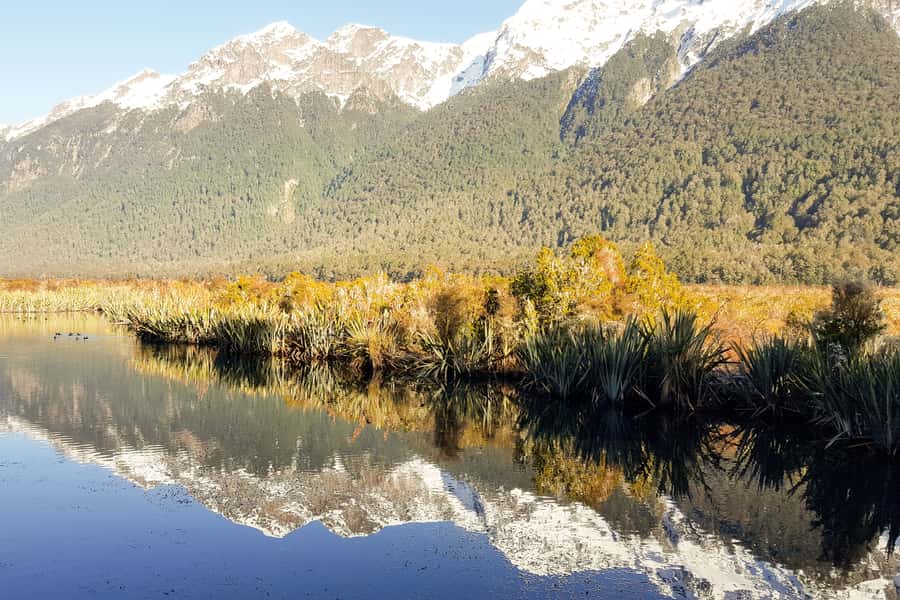 From Queenstown: Milford Sound Premium Day Tour and Cruise - Food on the Day: Coffee, Snacks, and Optional Lunch Choices