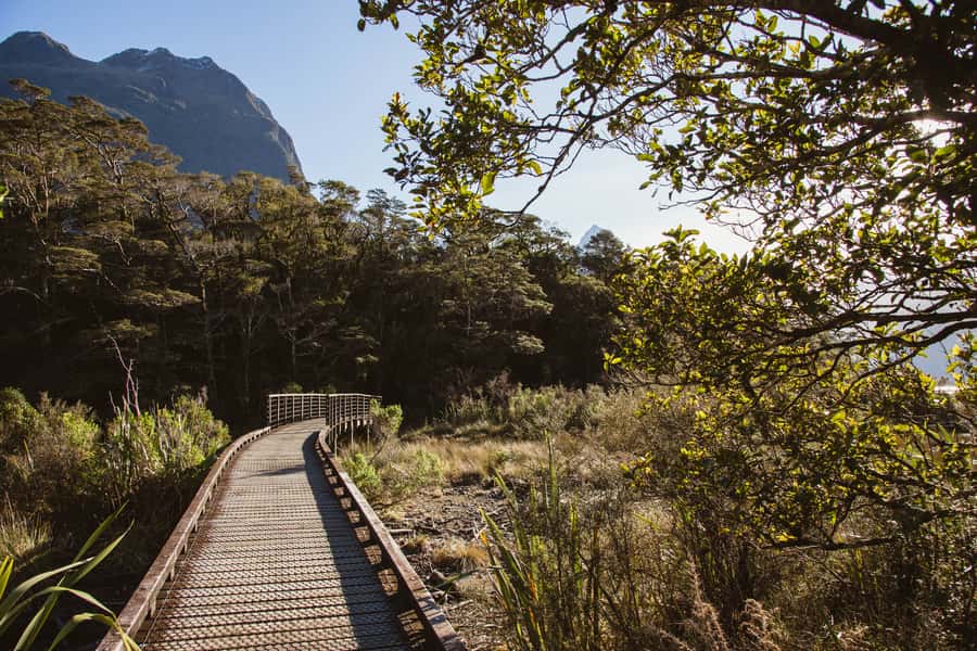 From Queenstown: Milford Sound Scenic Flight & Nature Tour - The Lookout Track and Stairs: Getting the View Framed by Bush