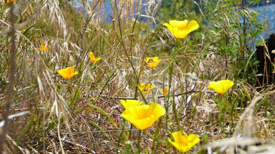 From Wanaka: Ruby Island 1-Hour Cruise and Photo Walk - Should you book Ruby Island for your Wanaka trip?