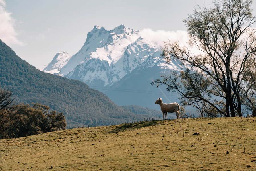 Glenorchy: 4WD Lord Of the Rings Half-Day Tour - Replica props and photo time: how to make it worth your battery
