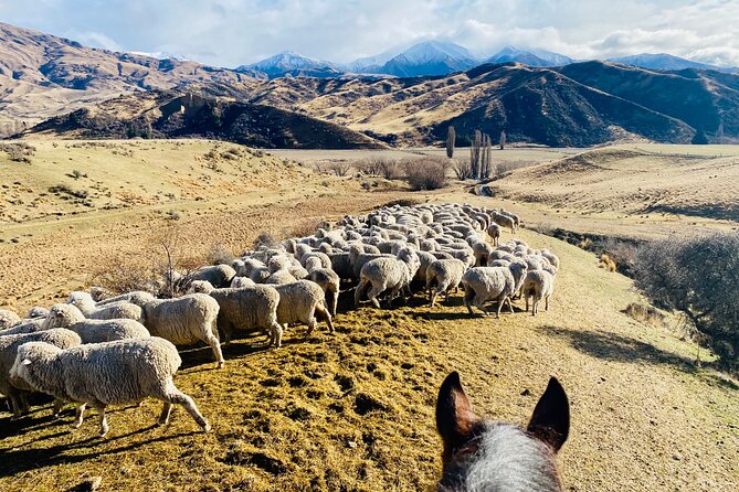 Gold Discovery Trail Horse Trek Cardrona - Most popular! - Views over Lake Wānaka: what you should plan for on a short 2-hour schedule