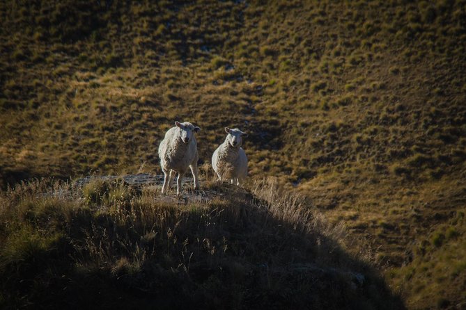 Half Day Queenstown & Beyond Private Scenic Photography Tour - Camera Gear, Rentals, and What to Bring for a Smooth Half Day
