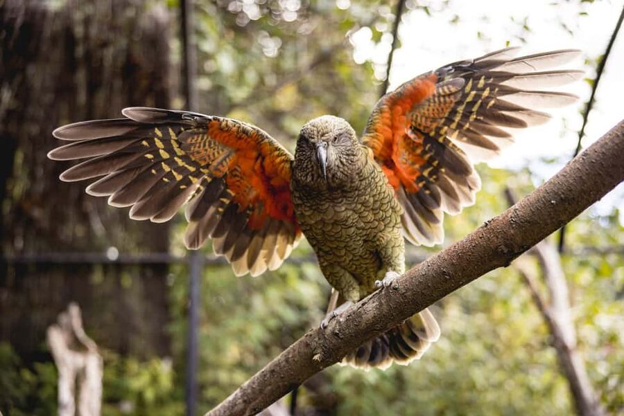 Kiwi Park Admission Ticket - How the Kiwi Park admission ticket fits a day in Queenstown