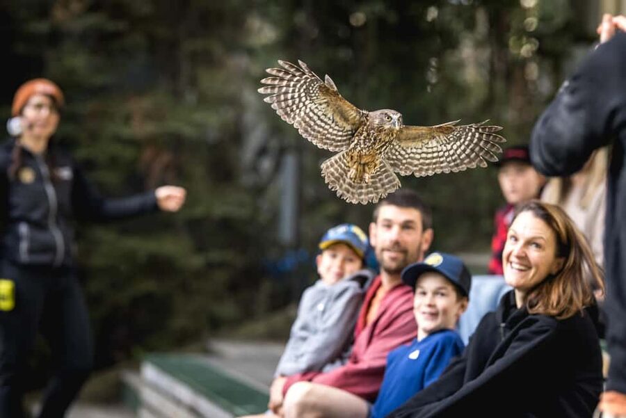 Kiwi Park Admission Ticket - A realistic visit flow: catch the shows without rushing