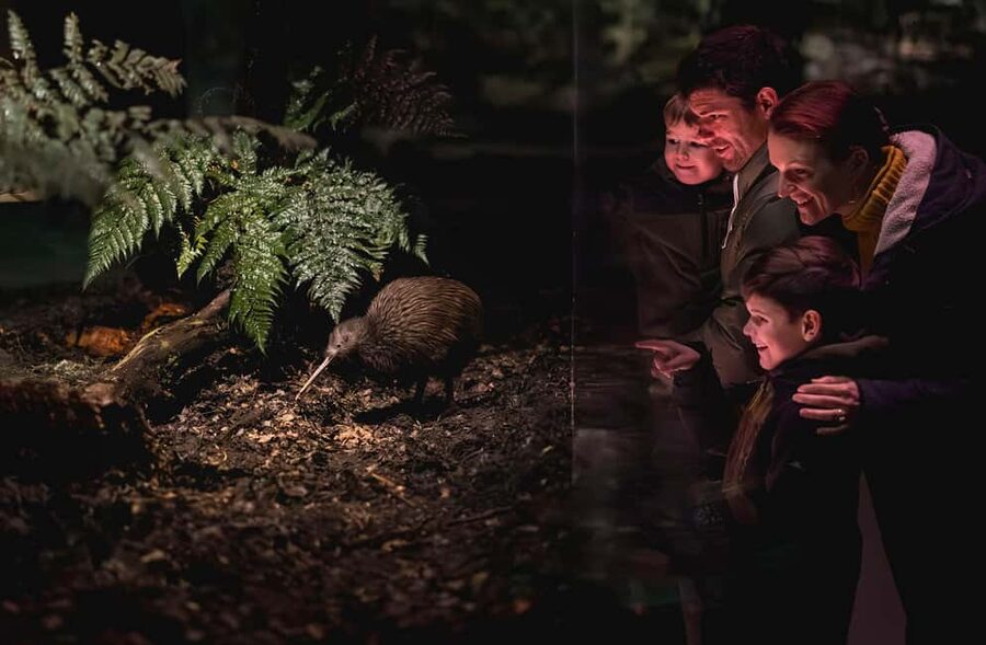 Kiwi Park Admission Ticket - Where it’s located and how to find it fast on Upper Brecon Street