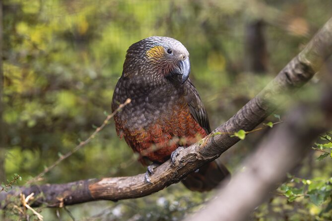Kiwi Park Queenstown Admission - Walking the native bush: trout streams and conservation in action