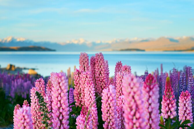 Lake Tekapo Private Day Trip from Queenstown - Lindis Pass to Omarama: open skies and the optional Clay Cliffs trade-off