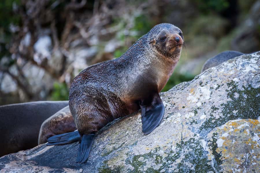 Milford Sound: 2-Hour Small Boat Scenic Cruise - Key things I’d watch for