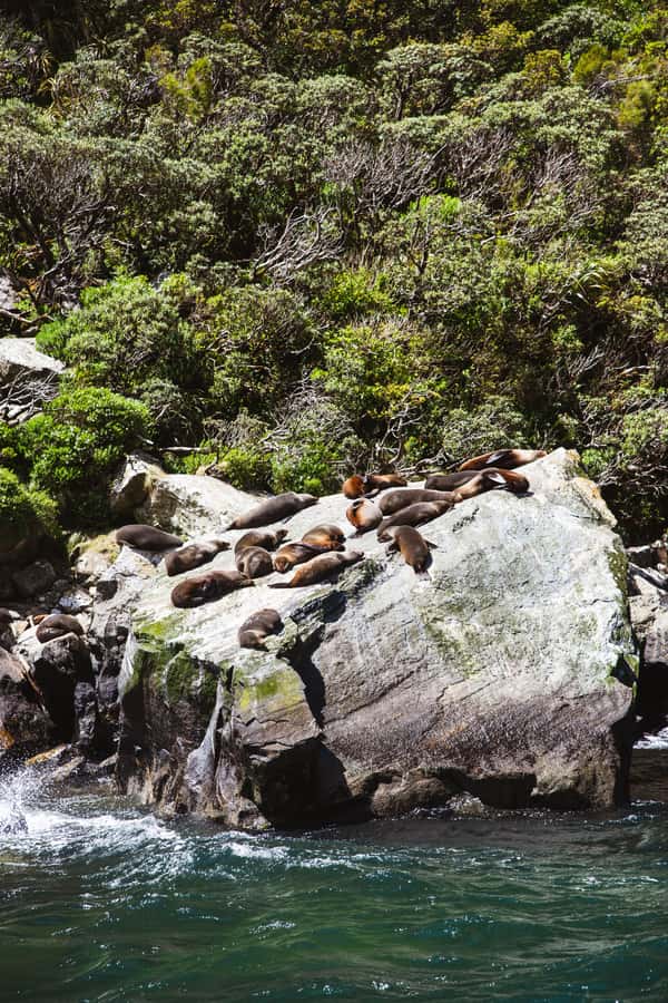 Milford Sound: 2-Hour Small Boat Scenic Cruise - Stopping Points: Lady Bowen Falls, Lion Mountain, Copper Point, and Stirring Rock Scenes