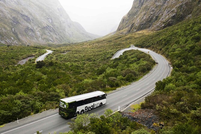 Milford Sound Cruise from Queenstown or Te Anau - Wildlife spotting: what to look for (and what to expect)