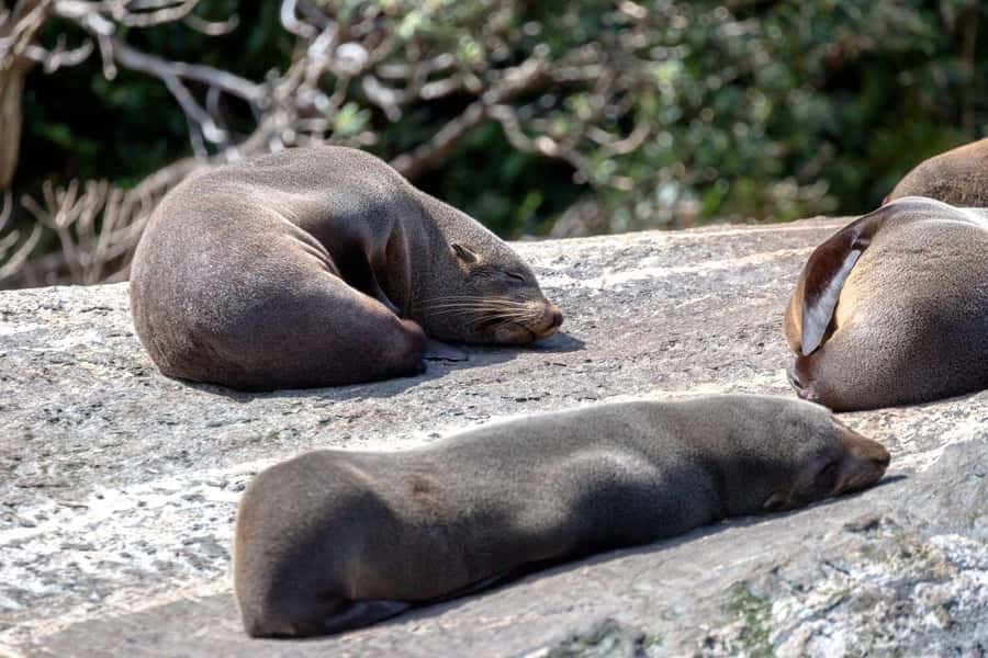 Milford Sound: Nature Cruise - Grand Views & Optional Lunch - Key highlights worth marking on your map