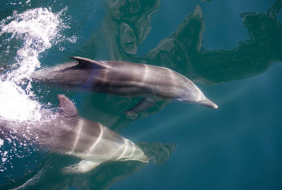 Milford Sound: Nature Cruise - Grand Views & Optional Lunch - Top deck 360° views: where you should stand