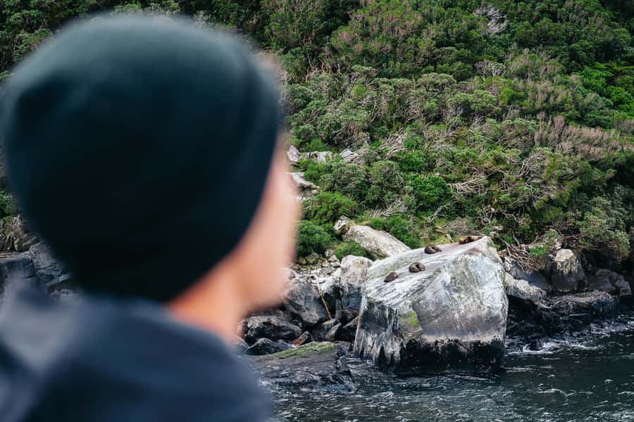 Milford Sound: Nature Cruise on a Modern Catamaran - Weather strategy: rain can be a feature, not a problem