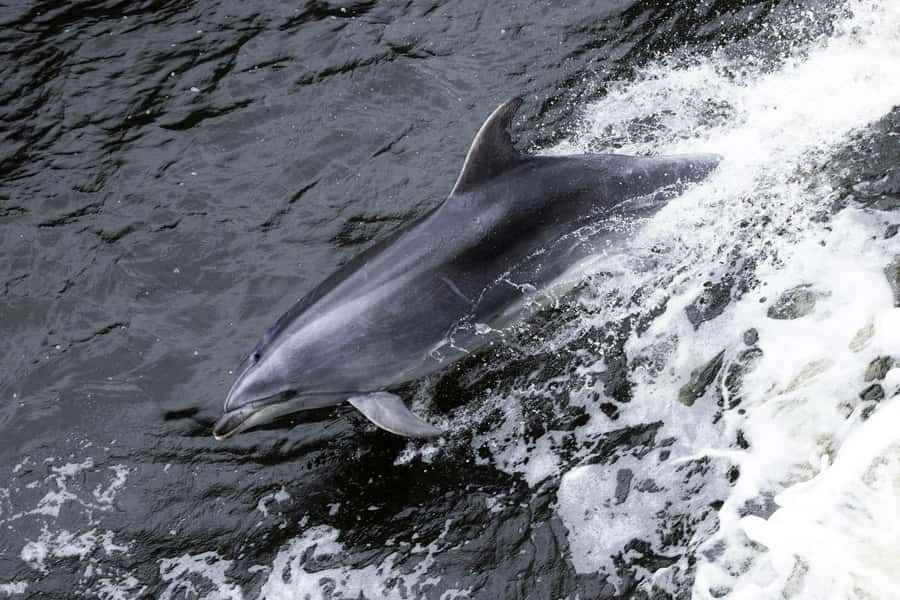 Milford Sound: Wildlife & Nature Cruises - Key things I’d zero in on before you go