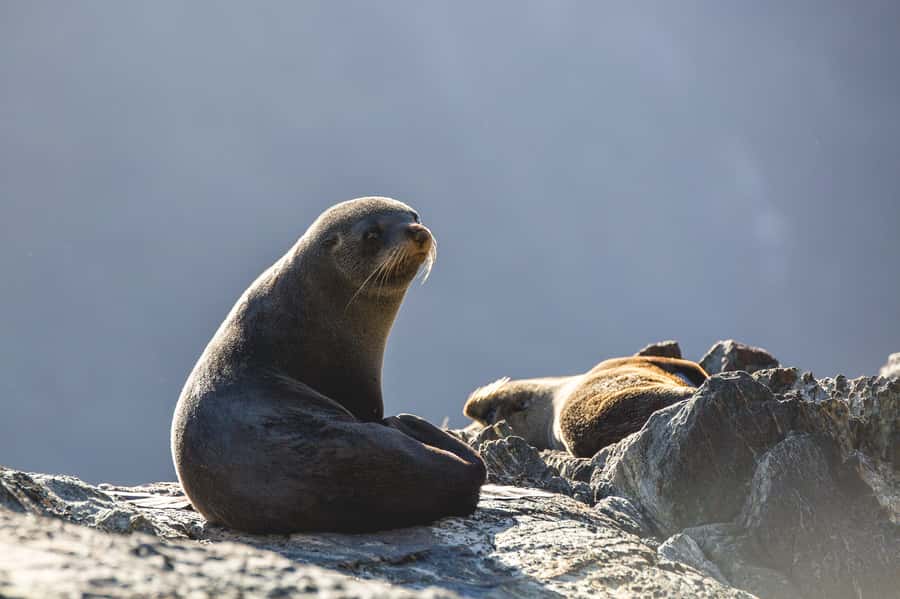 Milford Sound: Wildlife & Nature Cruises - Choosing the best departure time: beat the weather