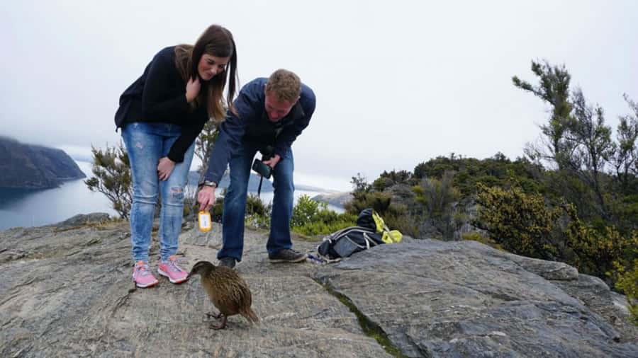 Mou Waho Island: 3-Hour Cruise and Guided Nature Walk - Key things I think you’ll care about