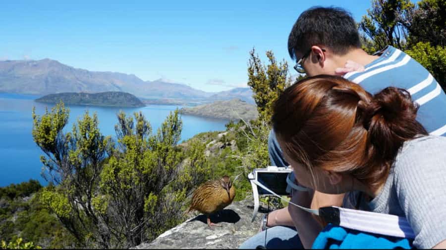 Mou Waho Island: 3-Hour Cruise and Guided Nature Walk - Mou Waho Island: why this little lake island matters