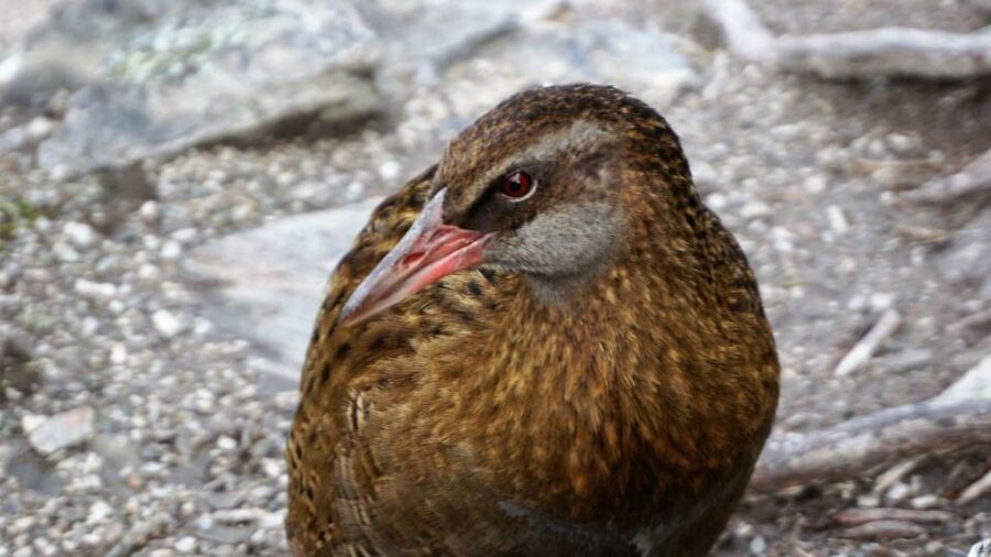 Mou Waho Island: 3-Hour Cruise and Guided Nature Walk - Cruise out on Lake Wanaka: views first, then conservation context