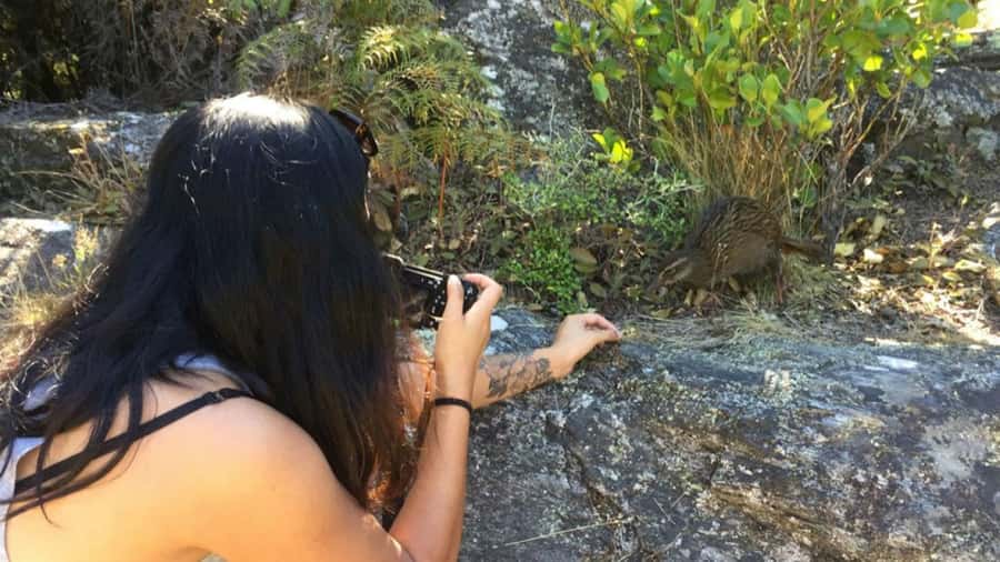 Mou Waho Island: 3-Hour Cruise and Guided Nature Walk - Mou Waho’s guided eco-walk: what the climb is really like