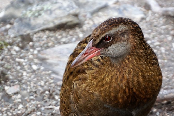 Mou Waho Island Cruise and Guided Nature Walk - Crossing Lake Wanaka on a small catamaran