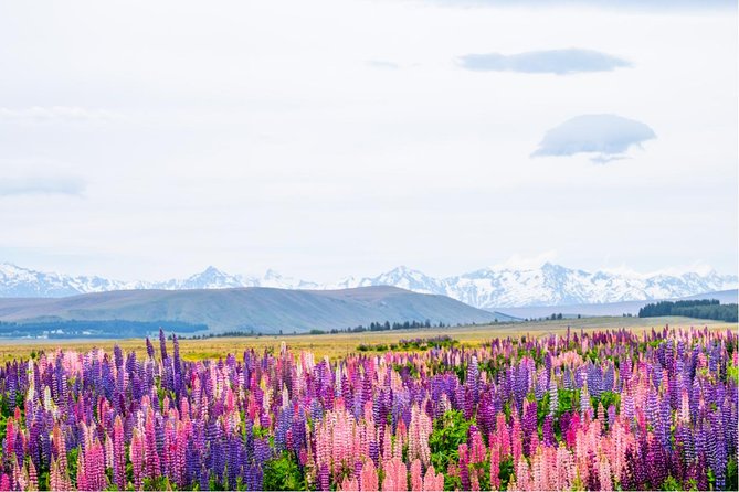 Mount Cook Day Tour from Queenstown - Aoraki/Mt. Cook National Park: making the most of about 2 hours