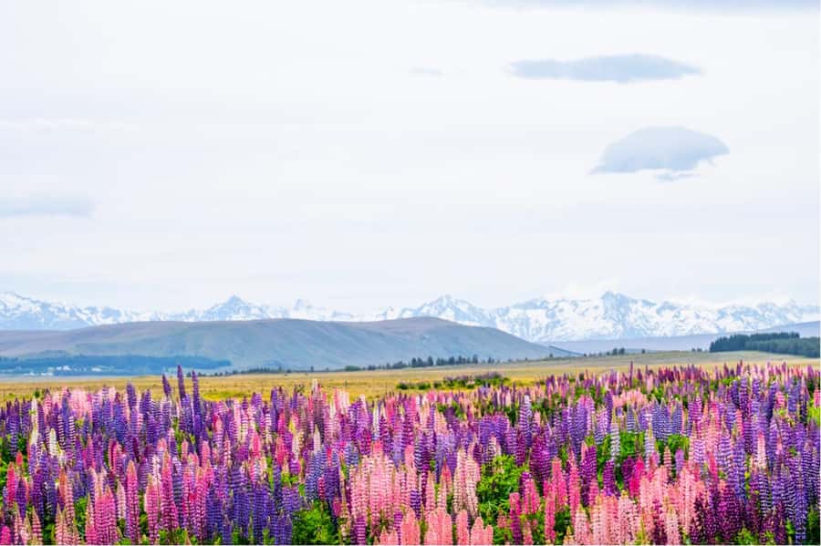 Mount Cook Full-Day Tour: Queenstown to Christchurch - Queenstown to Christchurch: A 12-Hour Route With Built-In Views