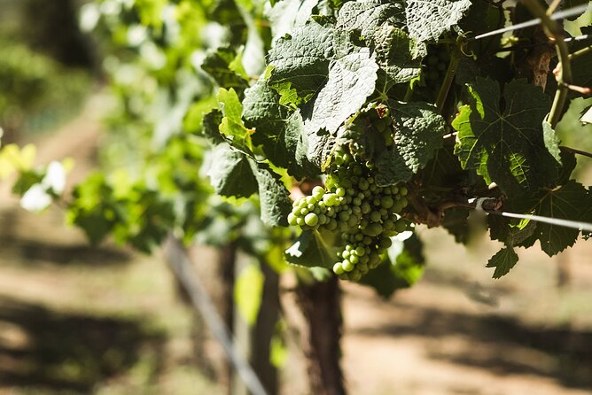Queenstown: Afternoon Wine & Beer Tour with Platters - Stop 2 at Kinross Cellar Door: hosted tastings with partner producers