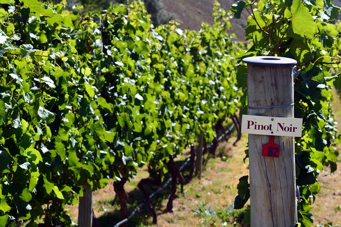 Queenstown Afternoon Wine Tour - Peregrine | Kinross | Amisfield - Stop 2: Peregrine Wines and its wing-shaped roof