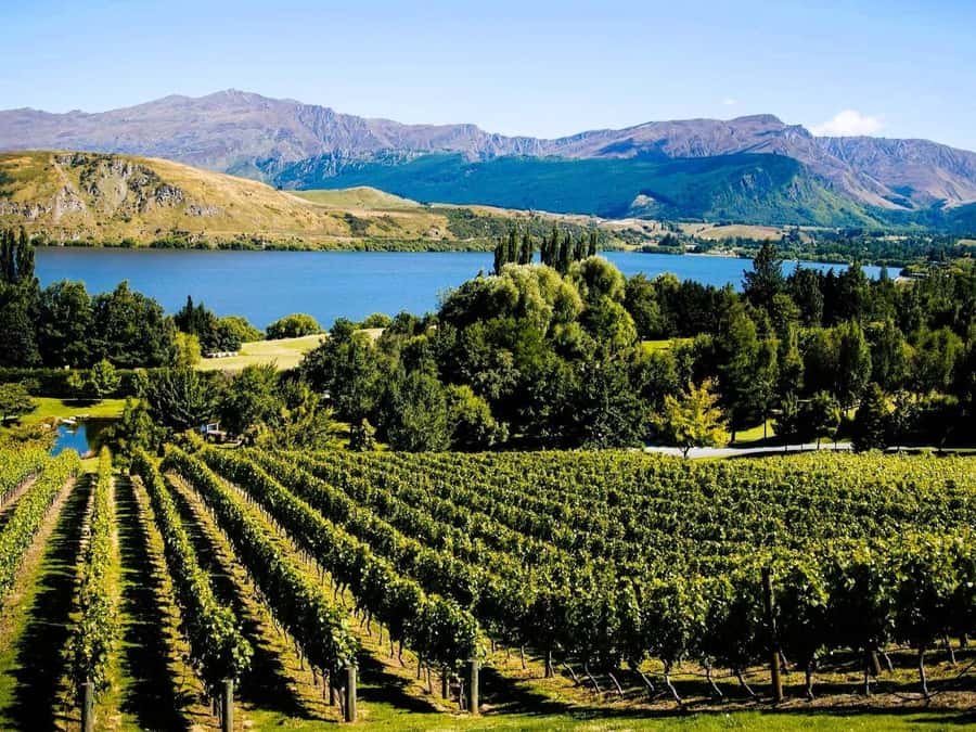 Queenstown, Arrowtown, Gibbston: Flexible Wine Hopper Tours - Kinross, Mt Rosa, Brennan, Rockburn, and Other Style-Forward Stops