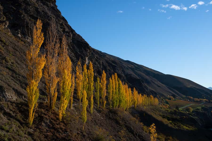 Queenstown: Craft Beer Brewery Tour with Lunch - Lunch with Beer Pairings: 4 Courses That Actually Fill You Up