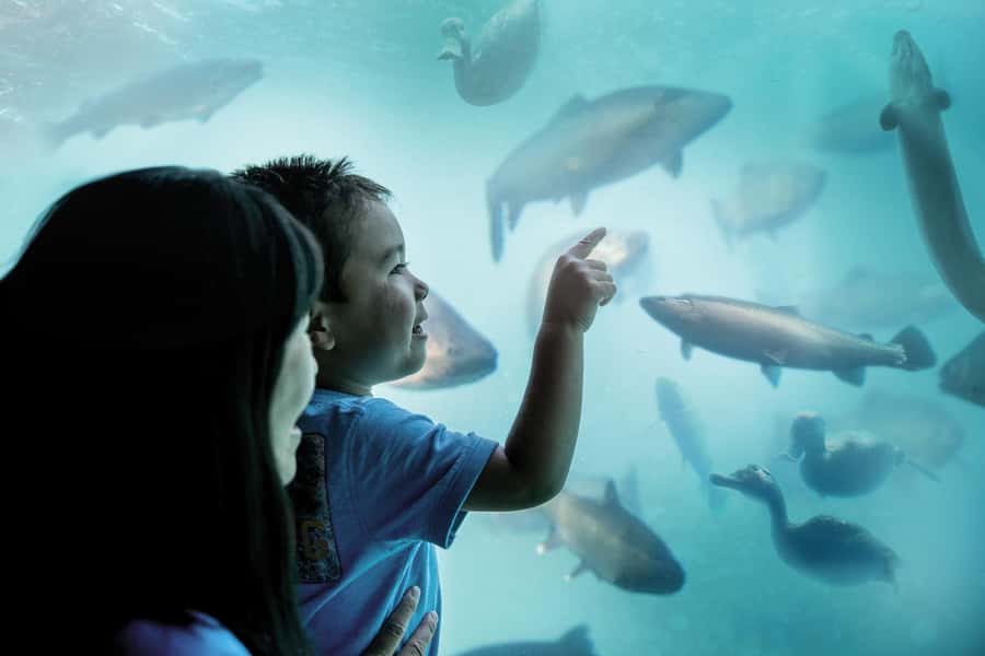 Queenstown: Hidden Underwater Theatre Experience - From theatre to real water: your 10–15 minute underwater observatory window