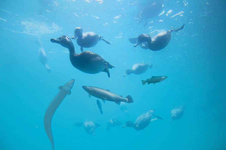 Queenstown: Hidden Underwater Theatre Experience - Should you book Hidden Underwater Theatre in Queenstown?