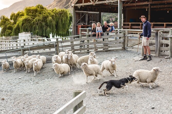 Queenstown Lake Cruise and Walter Peak Farm Adventure - The farm show and time pacing (including the only real drawback)