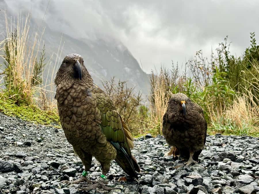 Queenstown: Milford Sound Small-Group Tour w Cruise & Lunch - Mirror Lakes and Lake Gunn: short walks, real chances to slow down