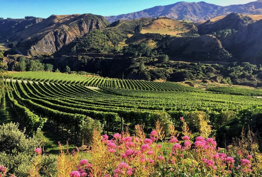 Queenstown: Premium Wine Tasting Tour - The fourth premium cellar door: what happens if a favorite changes