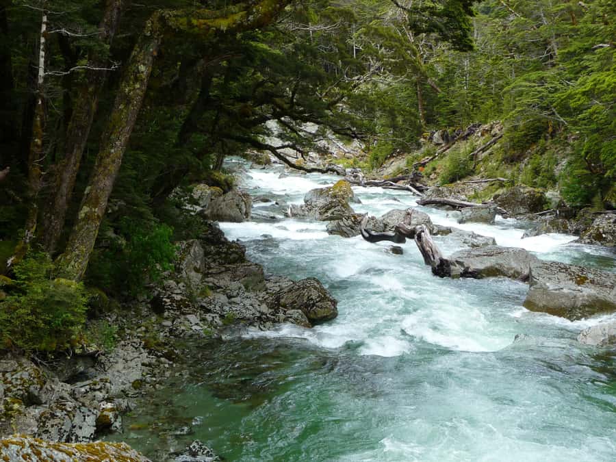 Queenstown: Routeburn Track Guided Full-Day Walk or Half Day - Key things that make this Routeburn guide walk worth your time