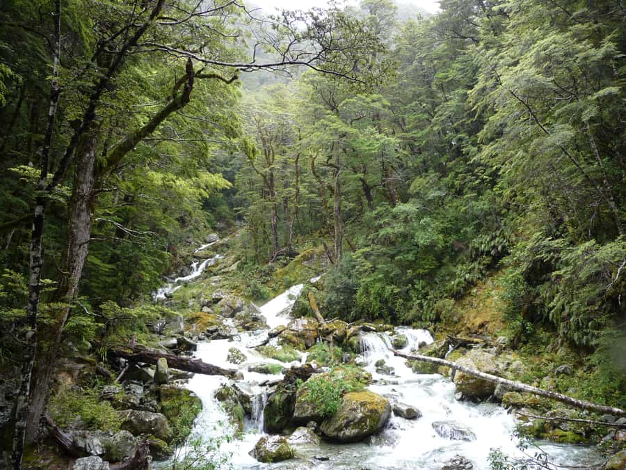 Queenstown: Routeburn Track Guided Full-Day Walk or Half Day - Half day option: 1.5 hours on the trail for easier fitness days