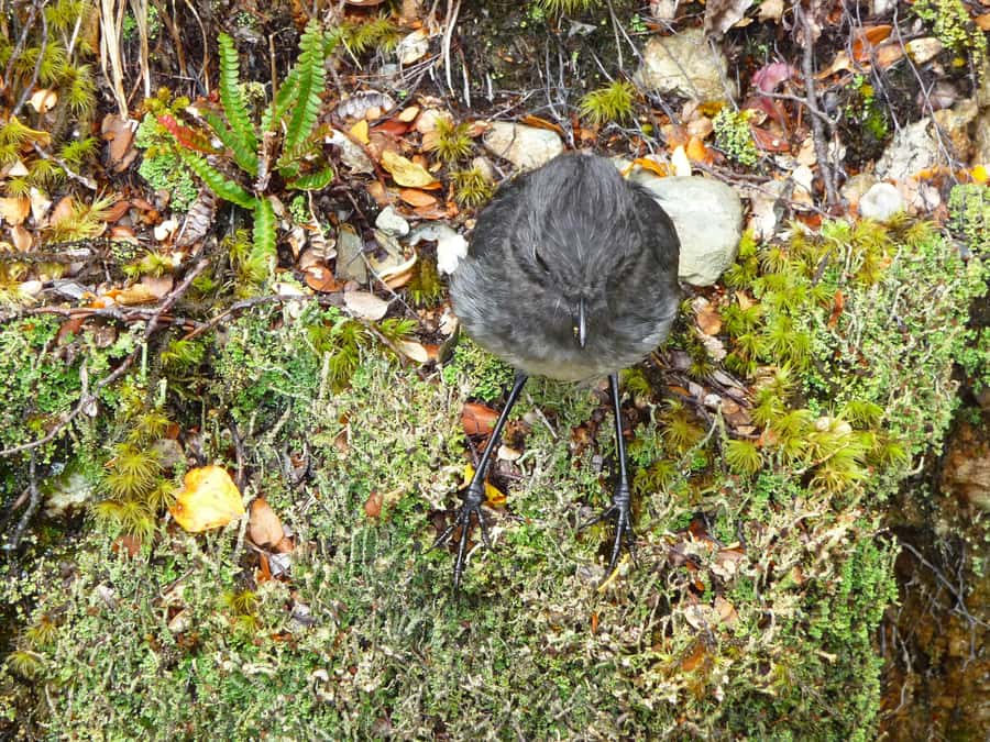 Queenstown: Routeburn Track Guided Full-Day Walk or Half Day - What’s included for food: the full-day picnic that actually helps