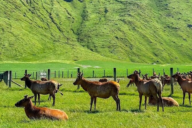 Queenstown to Christchurch One Way Tour Via Lake Tekapo & Mt Cook - Lake Pukaki and Lake Tekapo: quick stops that actually work for photos