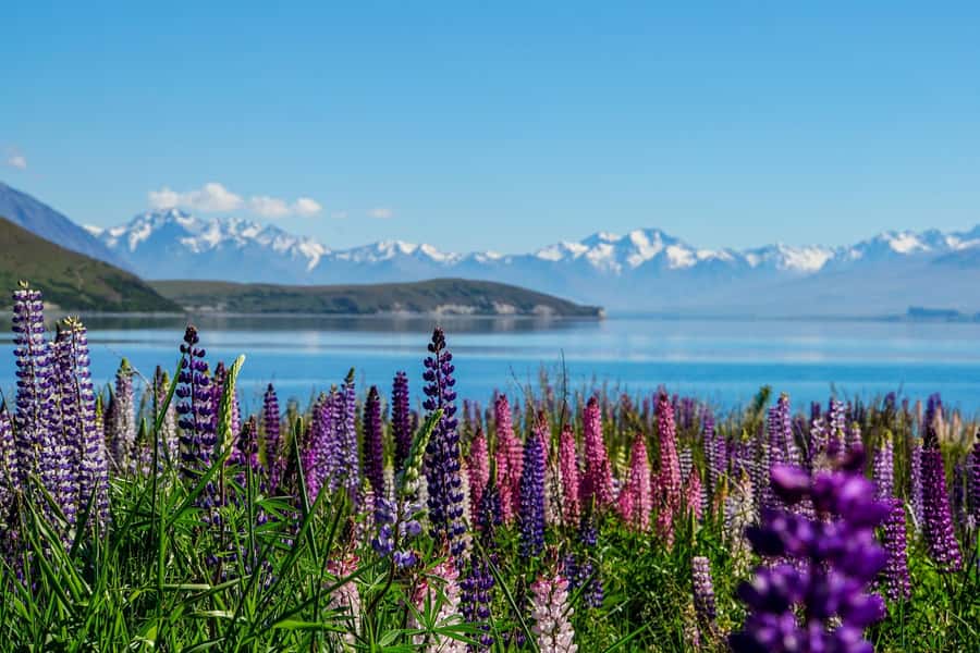 Queenstown to Christchurch via Mt Cook One-Way Tour - Who this tour suits best (and who should choose something else)