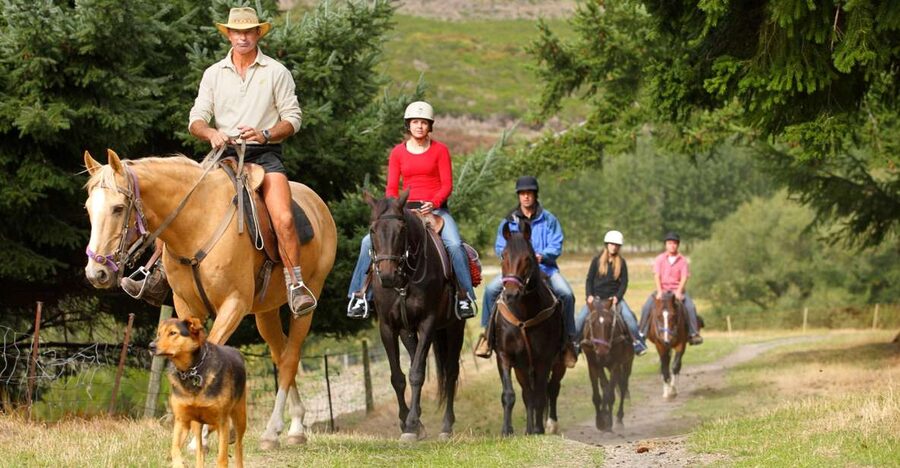 Queenstown: Walter Peak Horse Trek & Queenstown Lake Cruise - The Walter Peak Horse Trek: Easy Riding, Proper Views